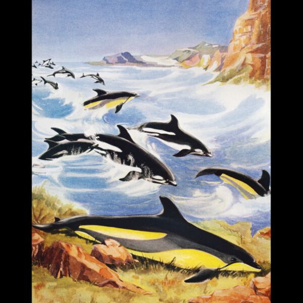 DAS whales Thumbnail